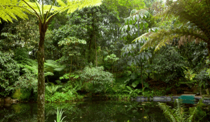 Dense green tropical vegetation surrounds a small pond with still water, offering a peaceful escape and sense of balance beneath a partly cloudy sky.