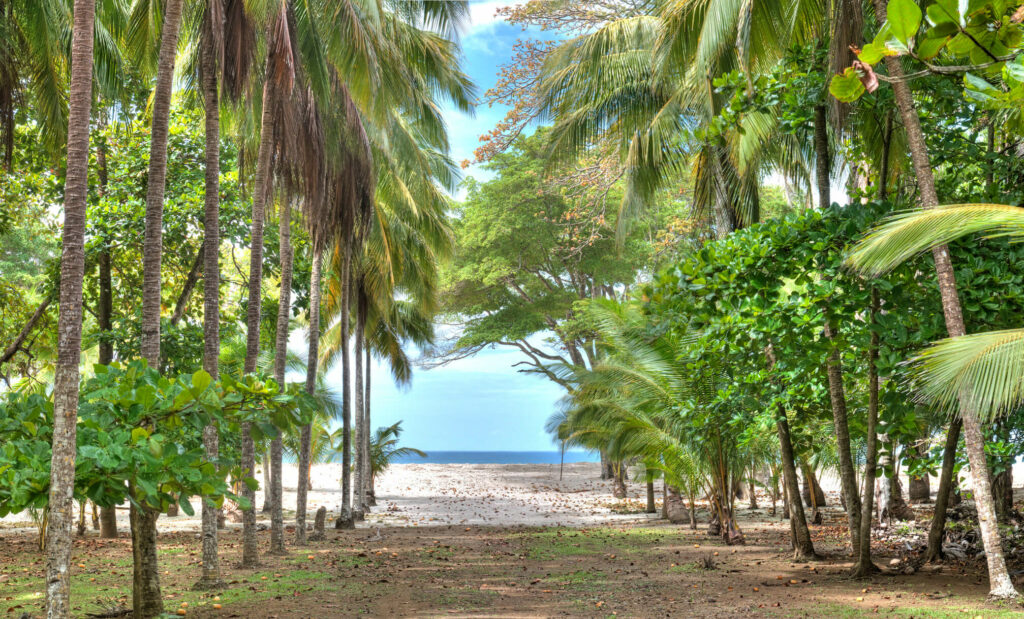 Un camino de arena bordeado de palmeras conduce a una playa de cielo azul y océano, que evoca la tranquilidad que se respira en los retiros de bienestar de Costa Rica, un verdadero paraíso de recuperación para los viajeros médicos que buscan relajación.