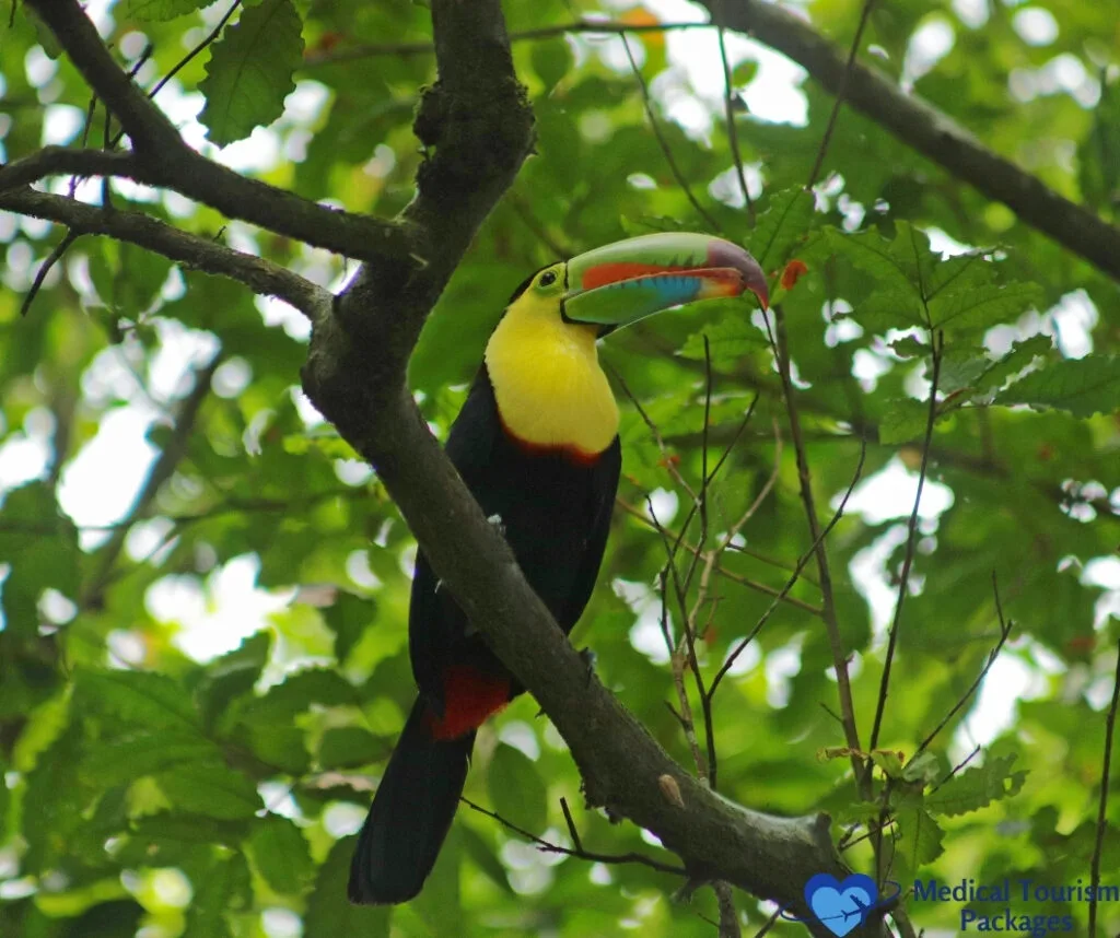 Un tucán de pico de quilla con un colorido pico se posa en una rama rodeada de hojas verdes, mostrando la vibrante vida salvaje que hace de Atracciones Turísticas Panamá una visita obligada para los amantes de la naturaleza.