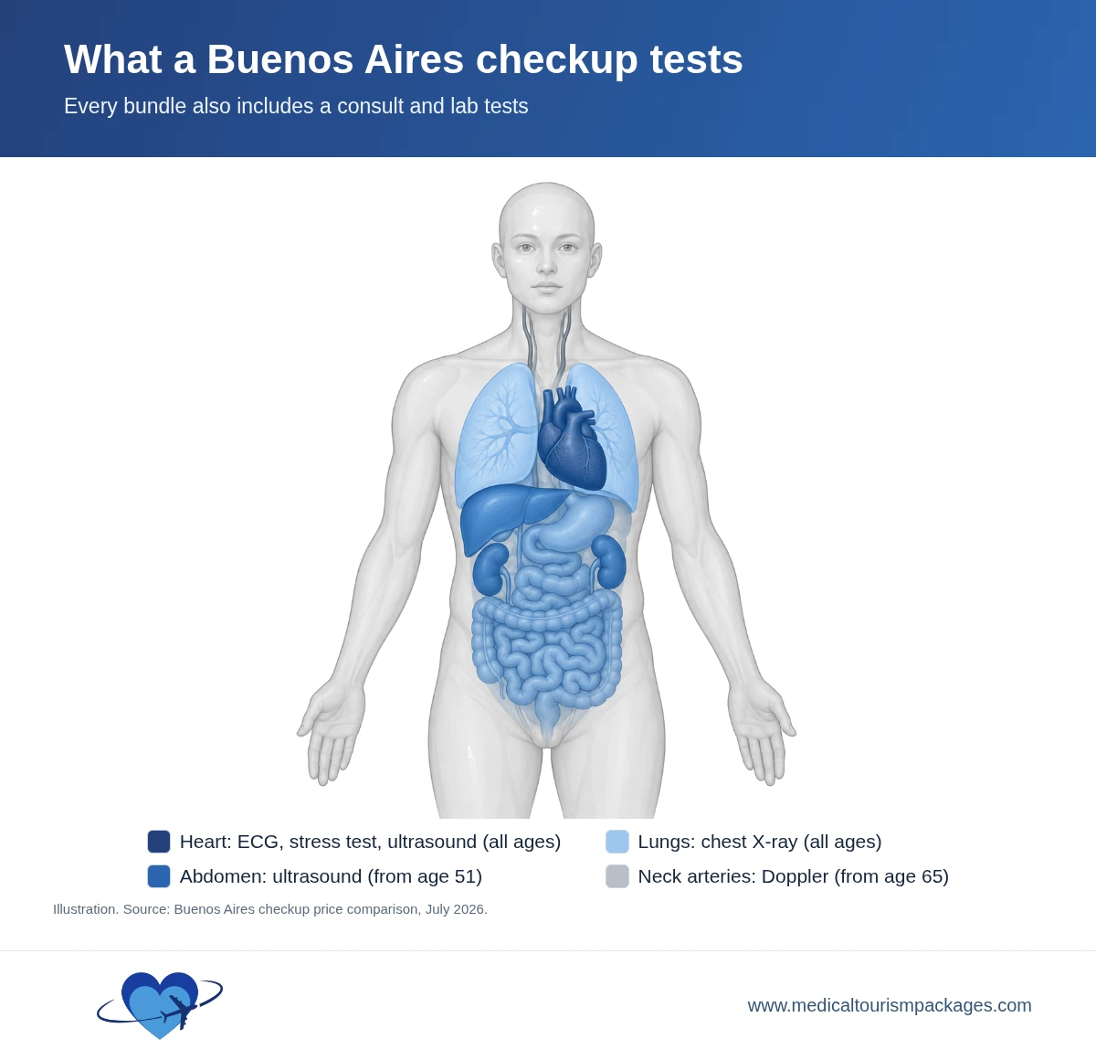 Diagram of an adult body with the heart, lungs, abdominal organs and neck arteries highlighted, matching the heart tests, chest X-ray, abdominal ultrasound and neck-vessel Doppler in a Buenos Aires executive checkup.