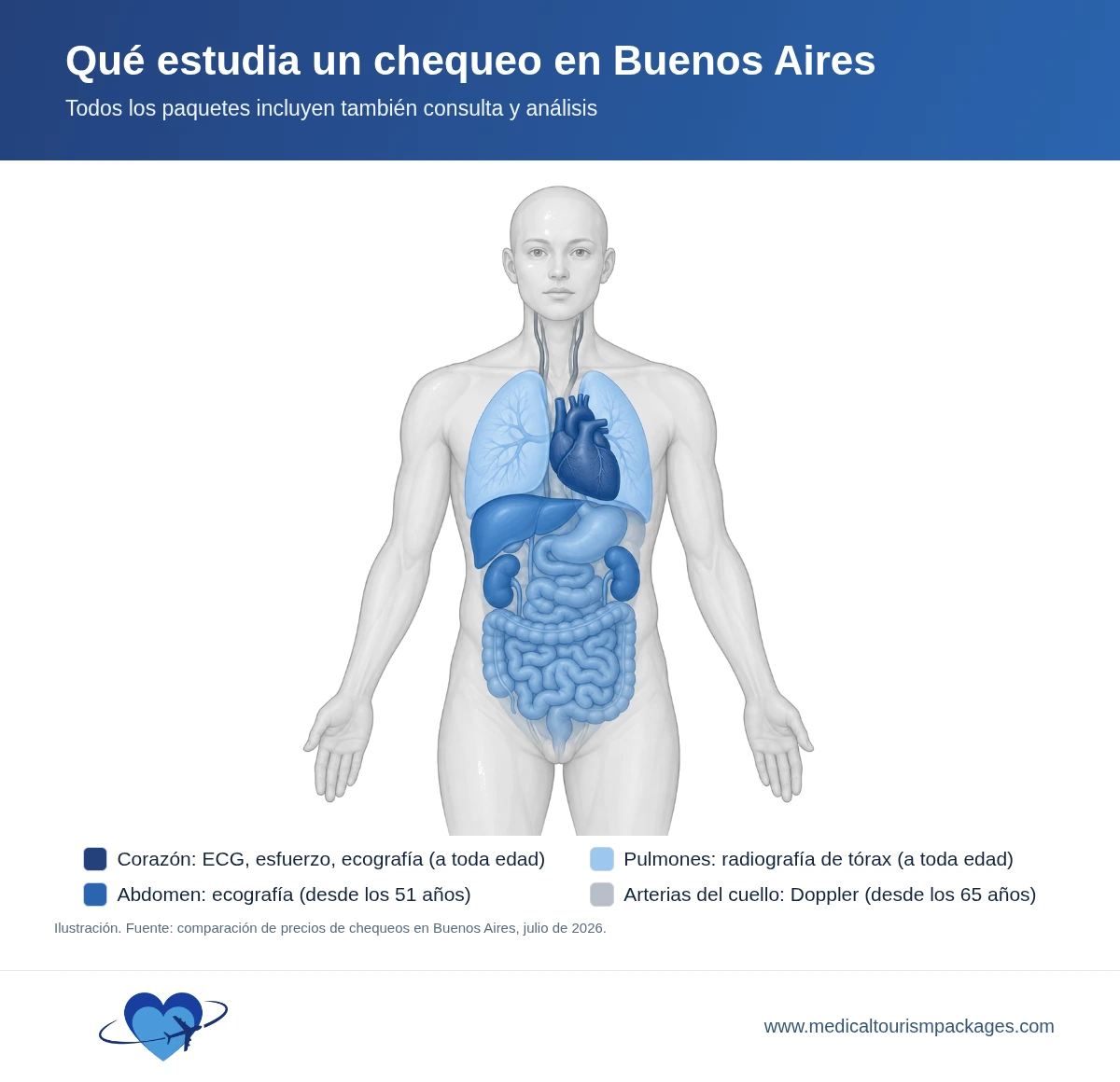 Diagrama de un cuerpo adulto con el corazón, los pulmones, los órganos abdominales y las arterias del cuello resaltados, que corresponden a los estudios del corazón, la radiografía de tórax, la ecografía abdominal y el Doppler de los vasos del cuello de un chequeo ejecutivo en Buenos Aires.