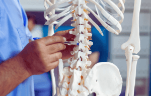 A person in blue scrubs points at a model of a human spine and ribcage with a pen, highlighting spinal anatomy while discussing affordable rheumatology surgery options.