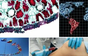 Collage de cuatro imágenes: un corte transversal de células vegetales, un mapa de engranajes de América Latina, banderas internacionales y un profesional médico administrando terapia con células madre.